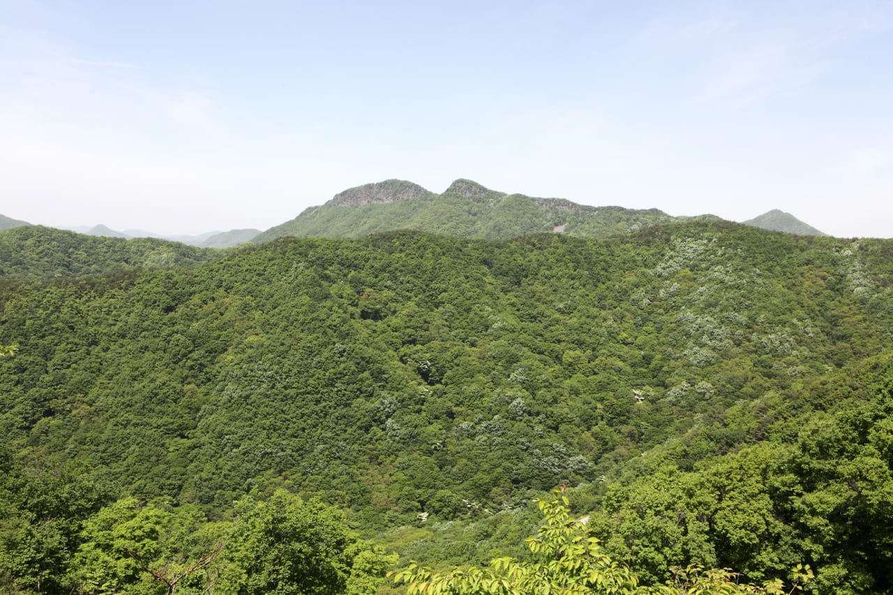 초여름 숲에 덮인 산줄기와 멀리 보이는 바위 봉우리