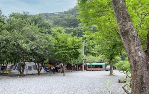 큰 나무 그늘 아래 파쇄석 마당에 텐트가 쳐진 캠핑장과 뒤편 숲
