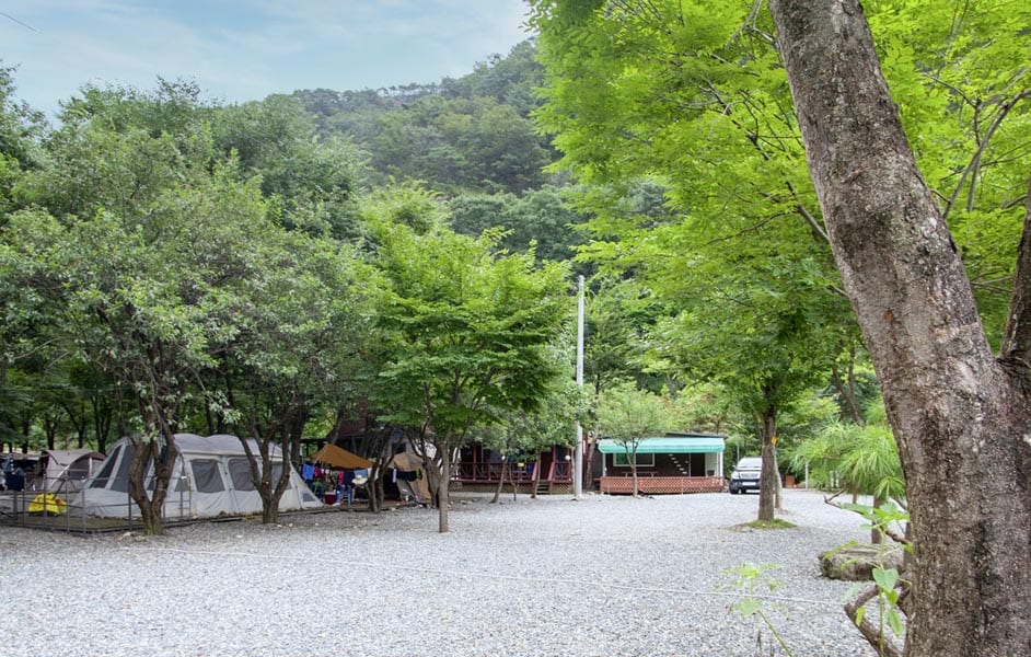 큰 나무 그늘 아래 파쇄석 마당에 텐트가 쳐진 캠핑장과 뒤편 숲