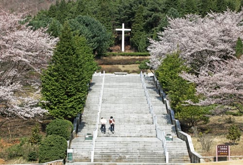 벚꽃 사이로 흰 십자가까지 이어진 천호성지 계단