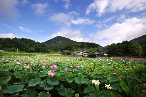 연꽃이 핀 연못과 기와 담장 너머로 솟은 종남산 봉우리
