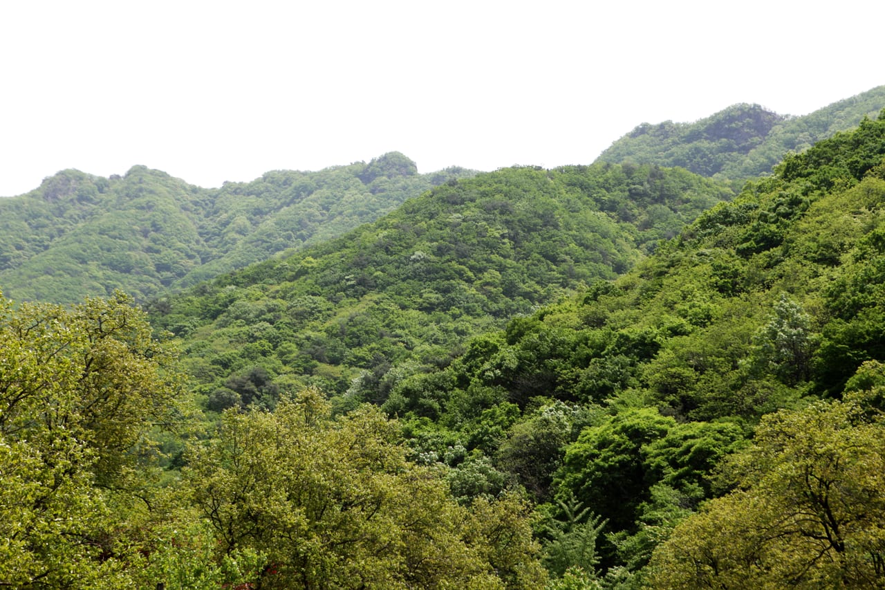 초여름 숲으로 덮여 겹겹이 이어진 써레봉 일대 산줄기